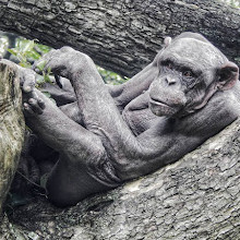 Mysore Zoo