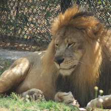 Mysore Zoo