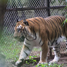 Mysore Zoo