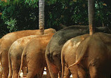 Mysore Zoo