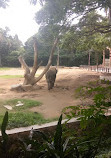 Mysore Zoo