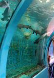 Lokaranjan Aqua World Underwater Zoo