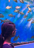 Lokaranjan Aqua World Underwater Zoo