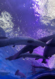 Lokaranjan Aqua World Underwater Zoo