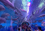 Lokaranjan Aqua World Underwater Zoo