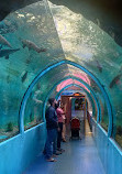 Lokaranjan Aqua World Underwater Zoo