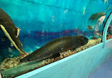 Lokaranjan Aqua World Underwater Zoo