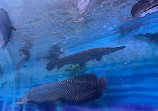 Lokaranjan Aqua World Underwater Zoo