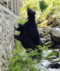 Sidney James Mountain Lodge - Downtown Gatlinburg