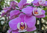 Orchid greenhouse