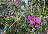 Orchid greenhouse