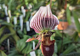 Orchid greenhouse