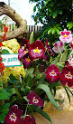 Orchid greenhouse