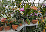 Orchid greenhouse