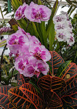 Orchid greenhouse