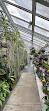 Orchid greenhouse