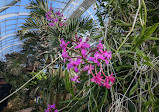 Orchid greenhouse