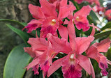 Orchid greenhouse