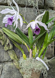 Orchid greenhouse