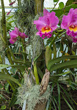 Orchid greenhouse