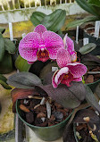 Orchid greenhouse