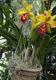 Orchid greenhouse