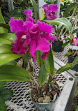 Orchid greenhouse