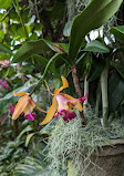 Orchid greenhouse