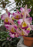 Orchid greenhouse