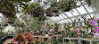 Orchid greenhouse