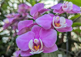 Orchid greenhouse