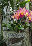 Orchid greenhouse