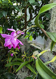 Orchid greenhouse