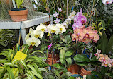 Orchid greenhouse