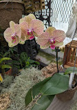 Orchid greenhouse