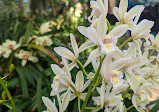 Orchid greenhouse