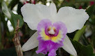 Orchid greenhouse