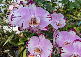 Orchid greenhouse