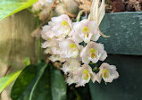 Orchid greenhouse