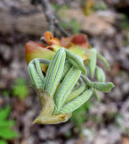 Eberwhite Nature Area