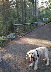 Colquitz River Trail