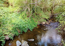 Colquitz River Trail