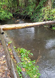 Colquitz River Trail