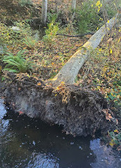 Colquitz River Trail