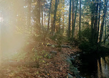 Colquitz River Trail