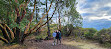 Lone Tree Hill Regional Park