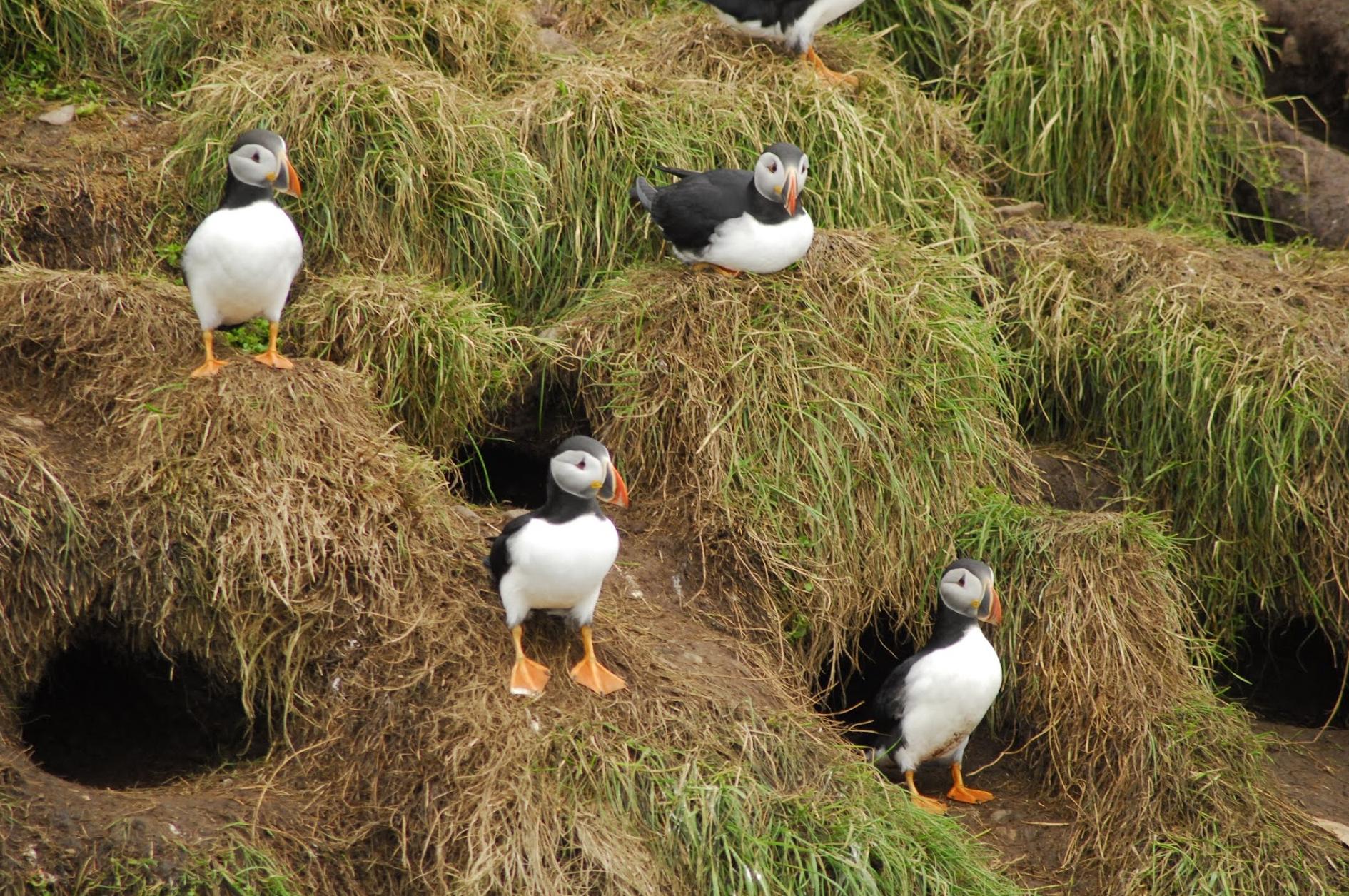 O'Brien's Whale and Bird Tours