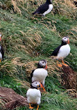 O'Brien's Whale and Bird Tours