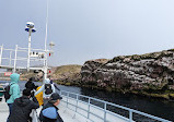 O'Brien's Whale and Bird Tours