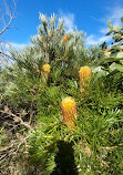 Bouddi Coastal Walk